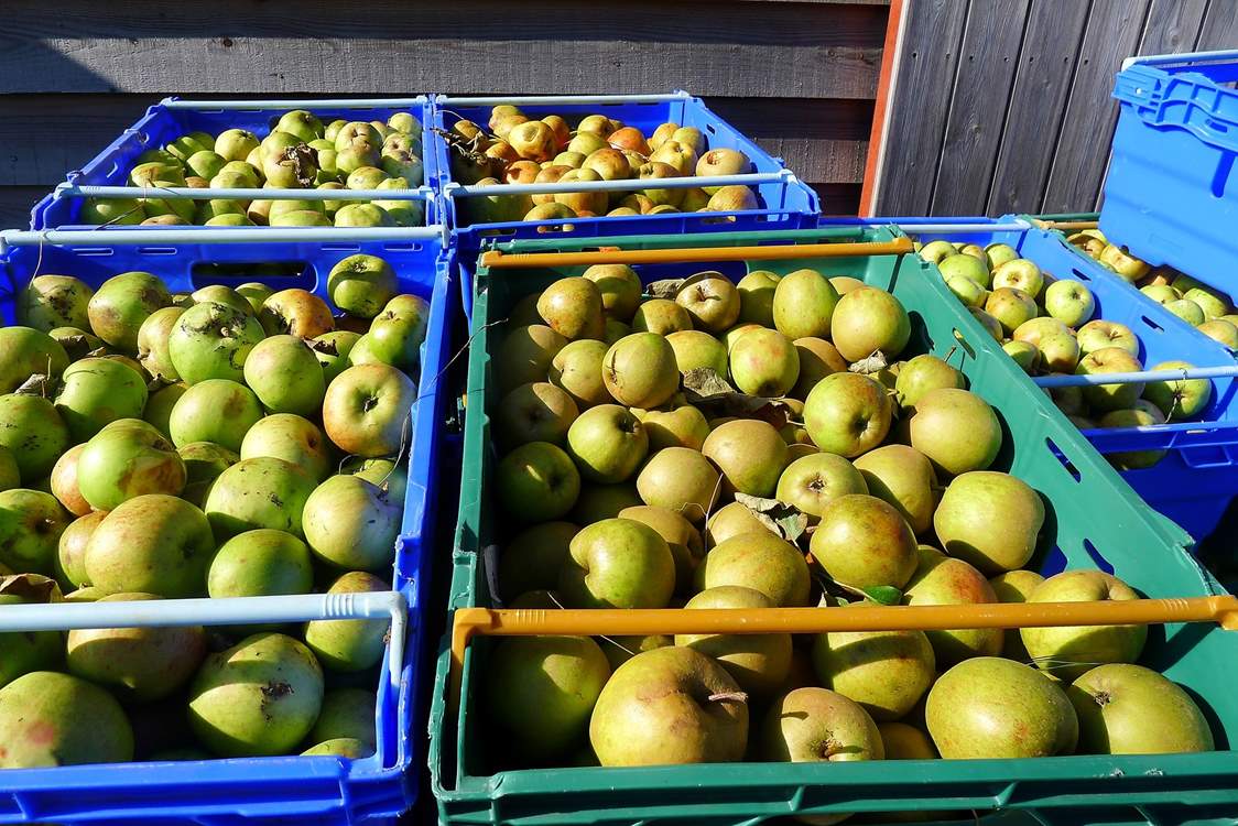 Freshly picked apples.