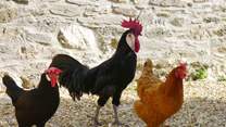 The cockerel and his ladies.