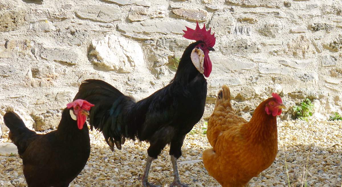 The cockerel and his ladies.