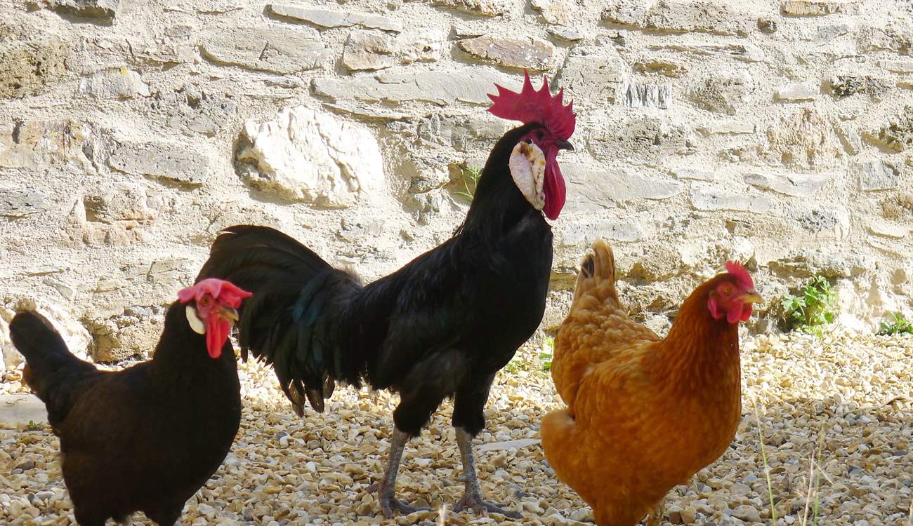The cockerel and his ladies.