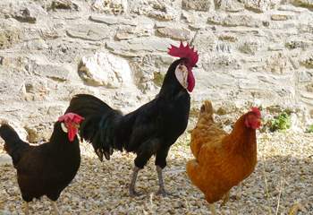 The cockerel and his ladies.
