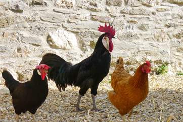 The cockerel and his ladies.