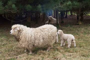 The lambs are so pretty in the spring.