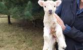 Only a couple of weeks old. - Thumbnail Image