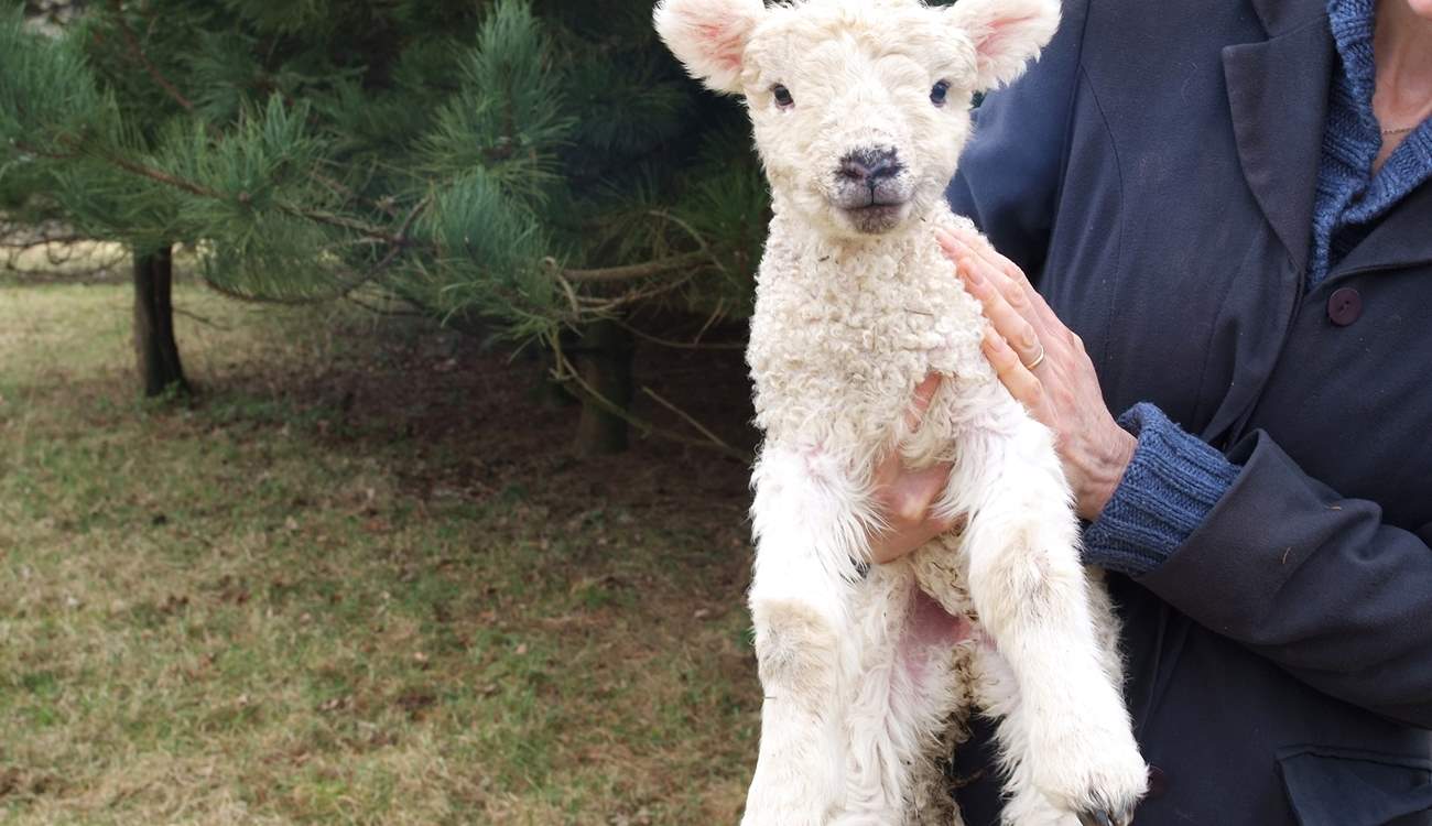 Only a couple of weeks old.