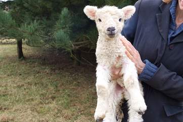 Only a couple of weeks old.
