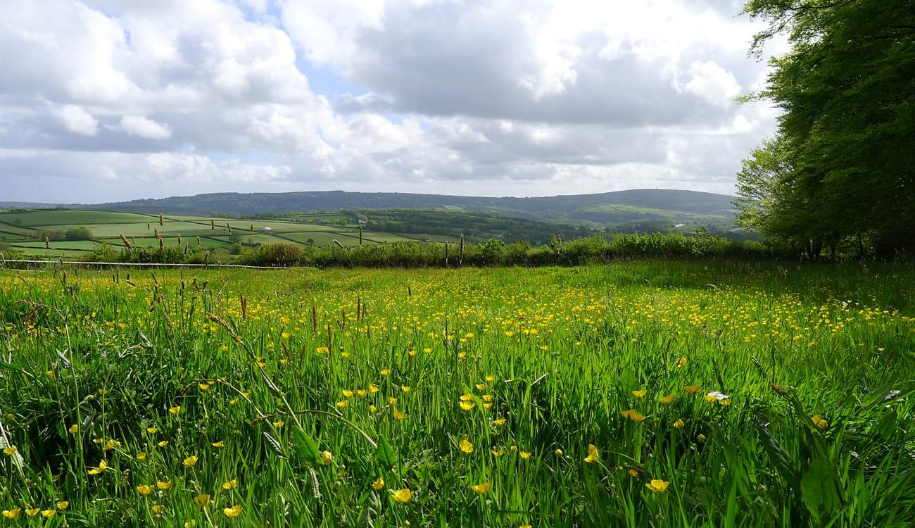 Wildlife abounds as the surrounding meadows are rewilded to “make space for nature”