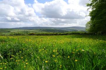 Wildlife abounds as the surrounding meadows are rewilded to “Make space for Nature”