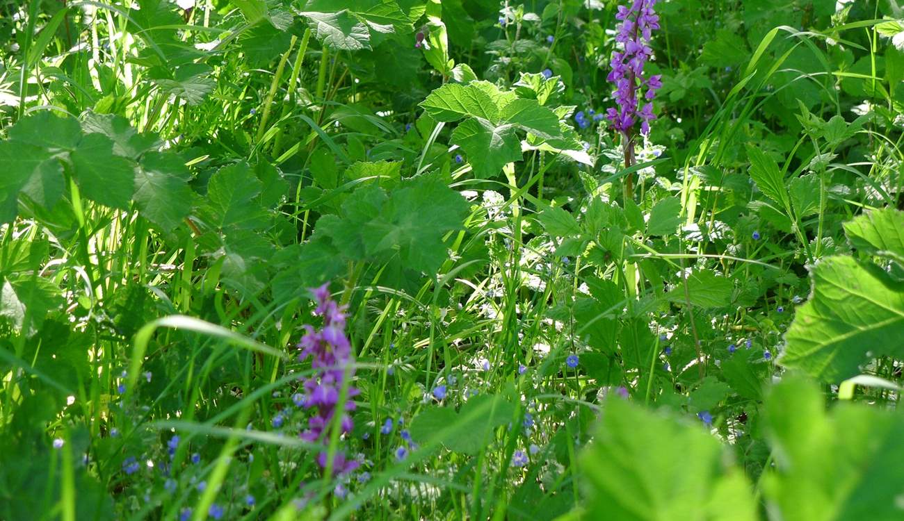 Beautiful orchids grow in the orchard.