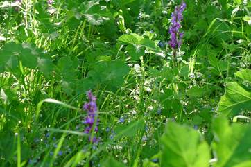 Beautiful orchids grow in the orchard.
