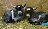 Baby Pigmy goats live at Tuell Farm. - Thumbnail Image