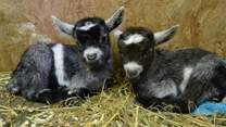 Baby Pigmy goats live at Tuell Farm.