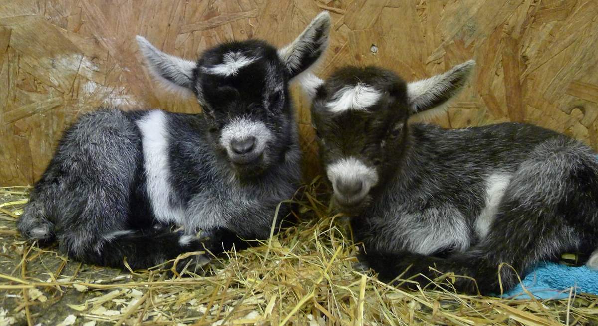 Baby Pigmy goats live at Tuell Farm.