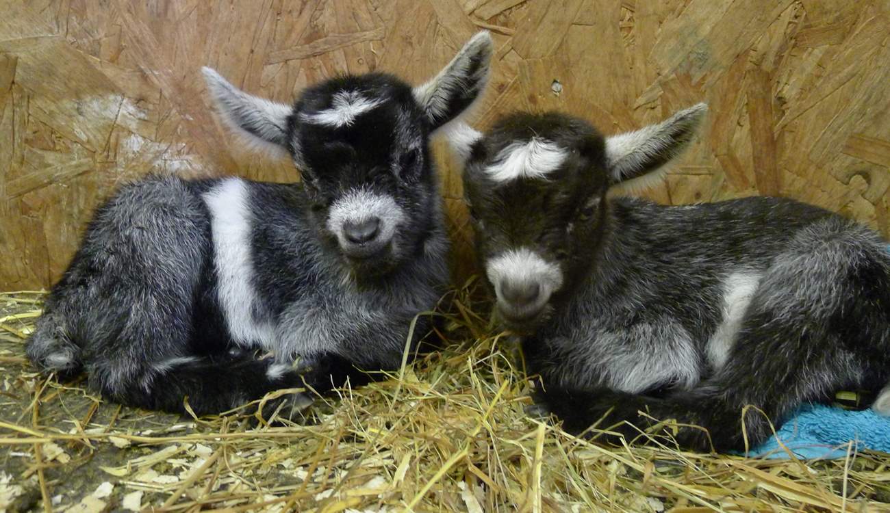 Baby Pigmy goats live at Tuell Farm.