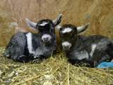 Baby Pigmy goats live at Tuell Farm.
