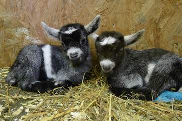 Baby Pigmy goats live at Tuell Farm.
