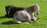 Tame Dartmoor Ponies enjoying the peace and quiet of Tuell farm. - Thumbnail Image