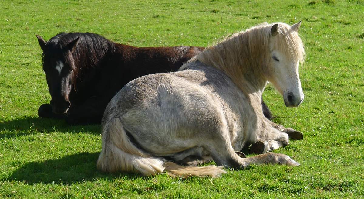 Tame Dartmoor Ponies enjoying the peace and quiet of Tuell farm.