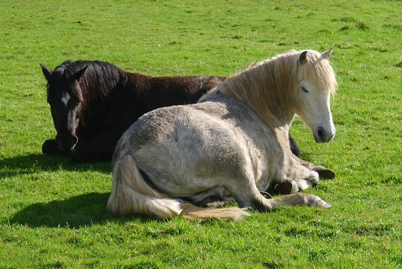 Tame Dartmoor Ponies enjoying the peace and quiet of Tuell farm.