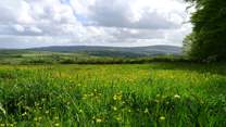 Wildlife abounds as the surrounding meadows are rewilded to “Make space for Nature”