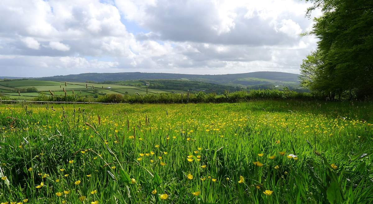 Wildlife abounds as the surrounding meadows are rewilded to “Make space for Nature”