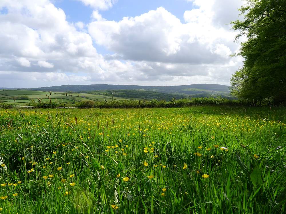 Wildlife abounds as the surrounding meadows are rewilded to “Make space for Nature”