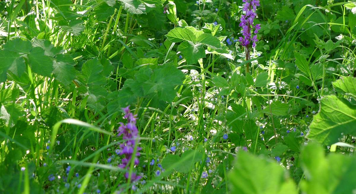 Beautiful orchids grow in the orchard.