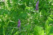 Beautiful orchids grow in the orchard.