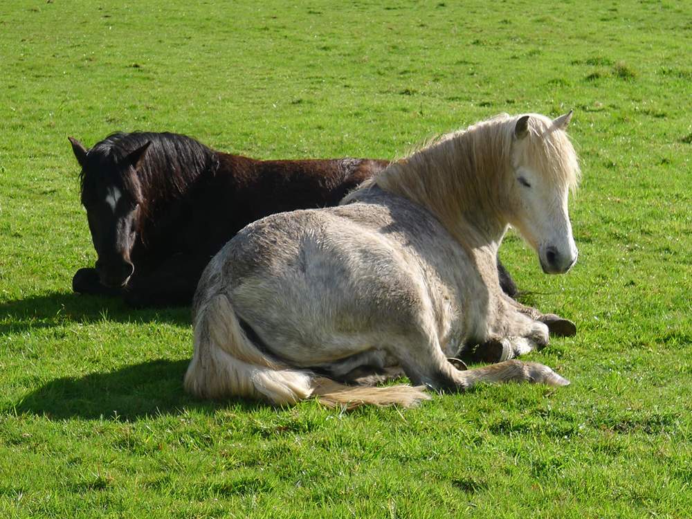 Tame Dartmoor Ponies enjoying the peace & quiet of Tuell farm.