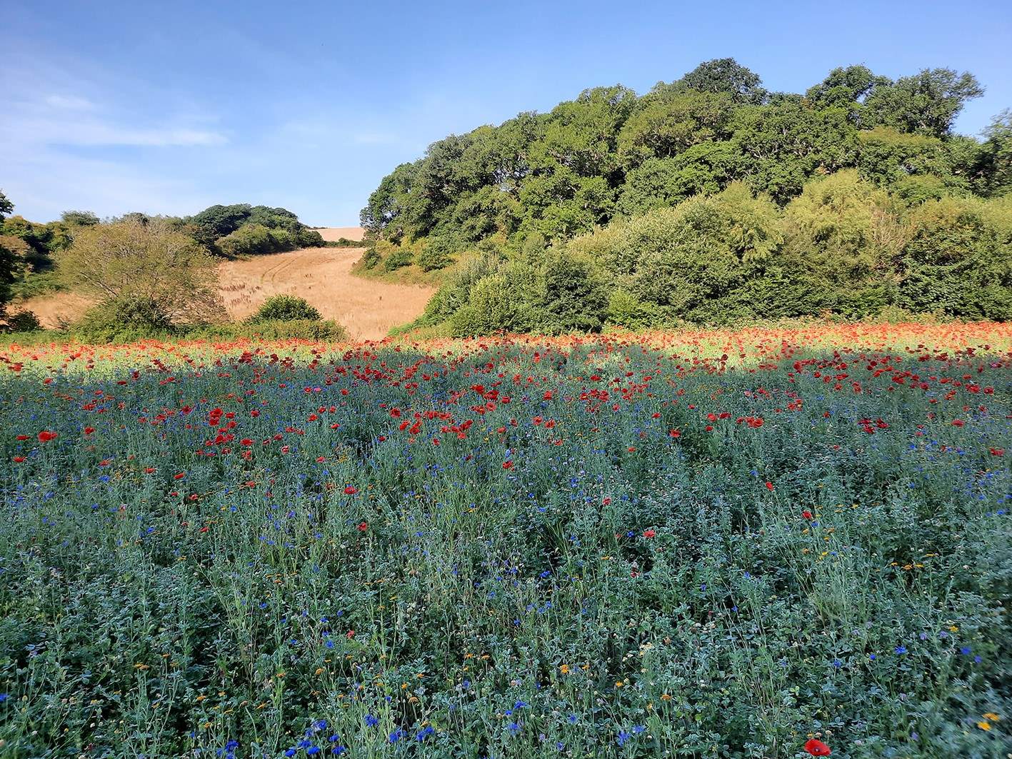 The stunning view from the river field back to the farm.