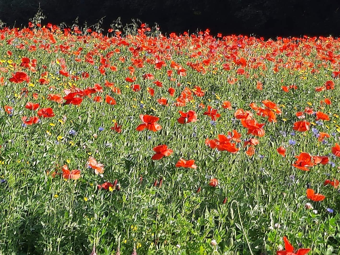 You're surrounded by splendid bursts of colour.