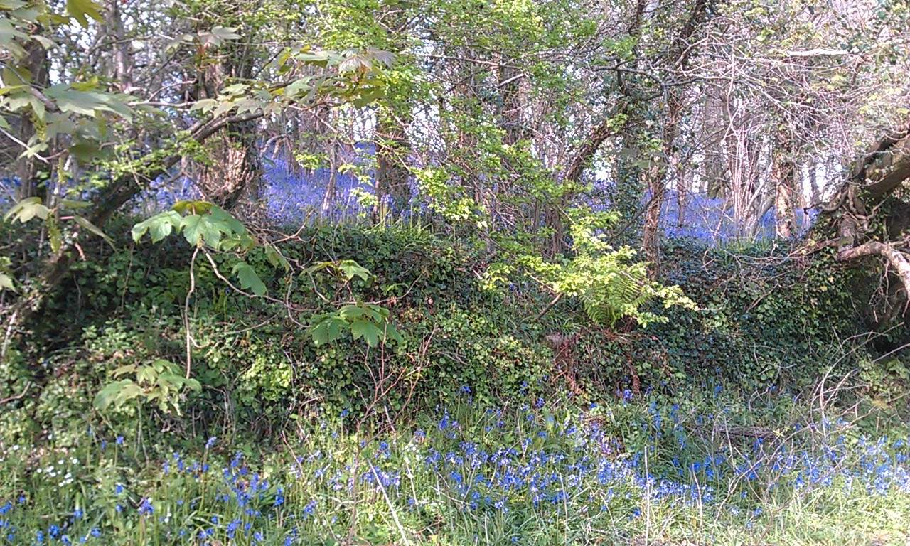 These glorious Bluebells can be found in the woodland.