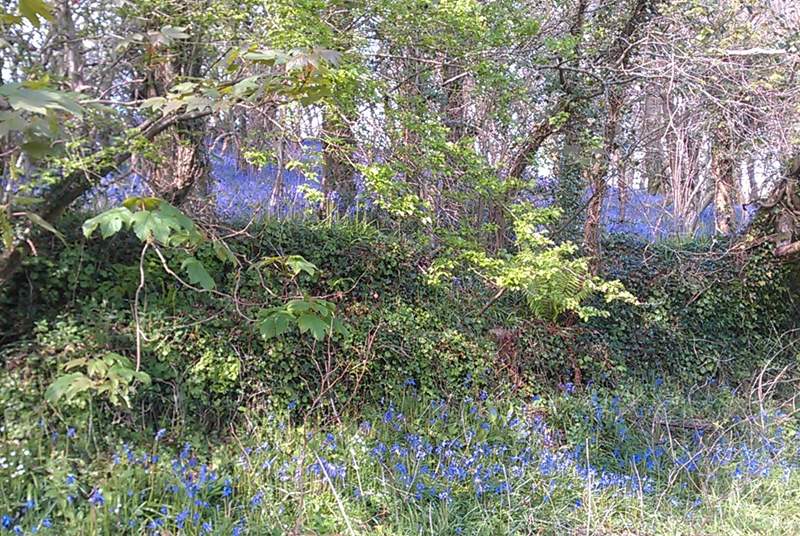 These glorious Bluebells can be found in the woodland.