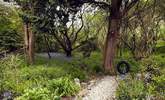 The woods are full of bluebells in May. - Thumbnail Image