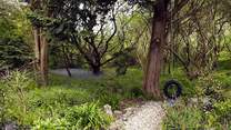 The woods are full of bluebells in May.