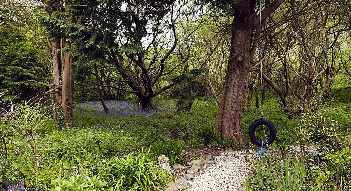 The woods are full of bluebells in May.