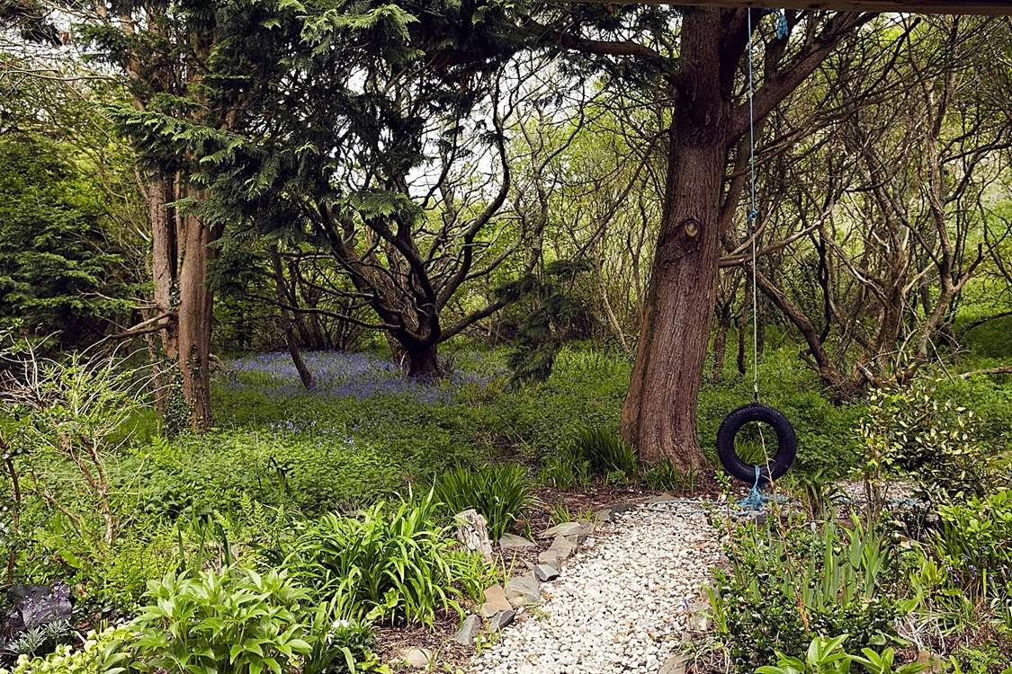 The woods are full of bluebells in May.