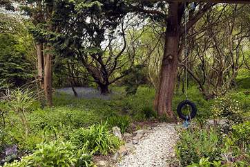 The woods are full of bluebells in May.