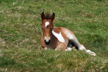 You may even be lucky enough to see one of the foals born on Roughtor.