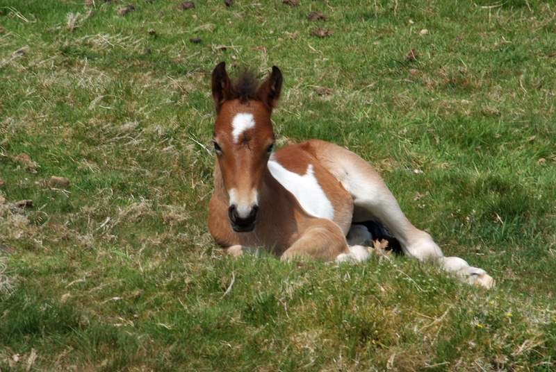 You may even be lucky enough to see one of the foals born on Roughtor.