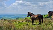 Head west to the classic english moorland of Exmoor, with it's iconic Exmoor ponies.