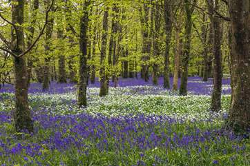 The carpet of spring bluebells in the woods at Respryn.