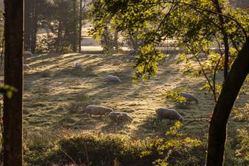 Countryside scene at Lostwithiel.
