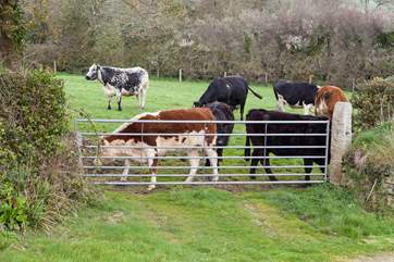 Your neighbours are very friendly.