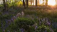 The bluebells at Penrose are beautiful during spring