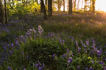 The bluebells at Penrose are beautiful during spring