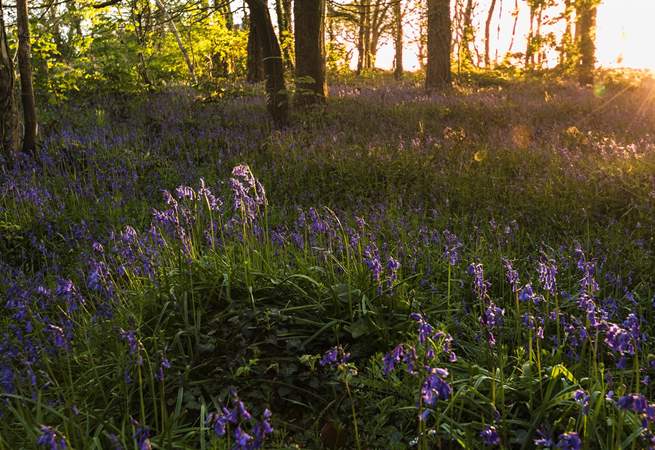 The bluebells at Penrose are beautiful during spring