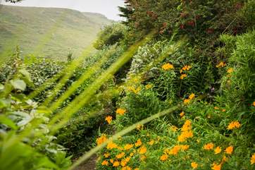 Thoughtful planting ensures a bit of colour for most of the year.