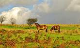 A stocky Exmoor stallion stands guard over his mare and foal.  You could be lucky enough to spot this ancient breed from almost any point of Exmoor. - Thumbnail Image