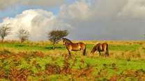 A stocky Exmoor stallion stands guard over his mare and foal.  You could be lucky enough to spot this ancient breed from almost any point of Exmoor.